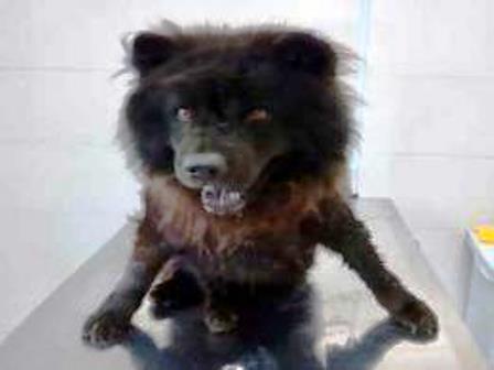 DIBEA E GMF EM OPERAÇÃO RESGATE DE CACHORRO ATROPELADO NA VIA EXPRESSA