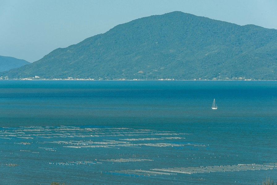 Maricultores de Palhoça voltarão a ter licença para trabalhar