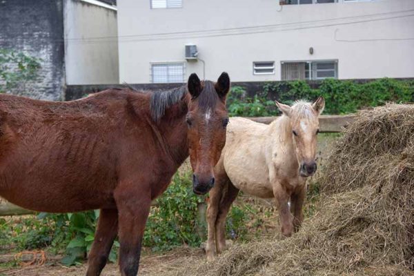 São 13 animais disponíveis para adoção