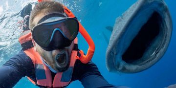 Tubarão-baleia faz selfie “sorrindo” ao lado de mergulhador