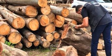 Terceira fase da Operação Madeira de Lei combate extração ilegal em reserva