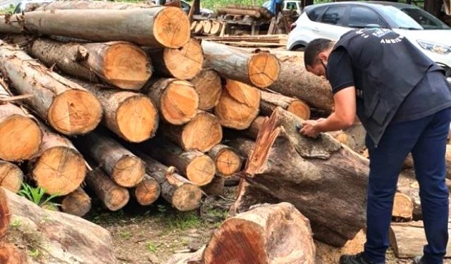 Terceira fase da Operação Madeira de Lei combate extração ilegal em reserva