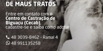 Adoção de animais vítimas de maus tratos