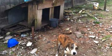 Maus tratos praticados contra cães ou gatos tem pena de dois a cinco anos de reclusão