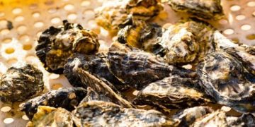 Santa Catarina libera todas as áreas de cultivo de moluscos