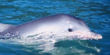 Dia Mundial dos Oceanos