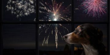 Animais e fogos de artifício, como lidar com o medo dos pets na virada do ano