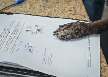 Biguaçu ganha departamento de bem estar animal