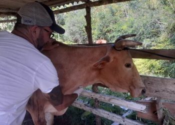 orientação veterinária