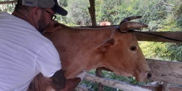orientação veterinária