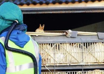 Gripe aviária - Agricultura confirma mais cinco casos em aves silvestres; total sobe para 46