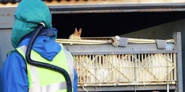 Gripe aviária - Agricultura confirma mais cinco casos em aves silvestres; total sobe para 46