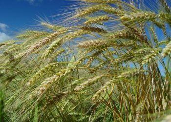 Inverno mais chuvoso e menos frio em SC impacta a produção agrícola no Estado