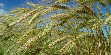 Inverno mais chuvoso e menos frio em SC impacta a produção agrícola no Estado