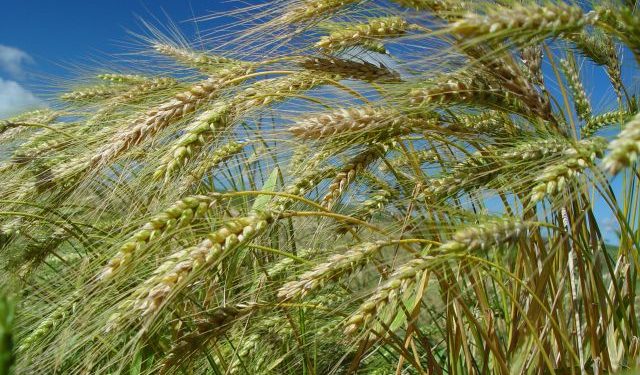 Inverno mais chuvoso e menos frio em SC impacta a produção agrícola no Estado