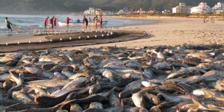 9.230 tainhas foram capturadas na safra 2023, segundo Tainhômetro GCR