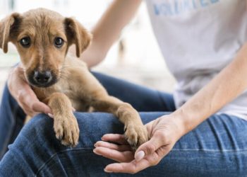Governador Celso Ramos terá feira de adoção de cães neste sábado (16-09)