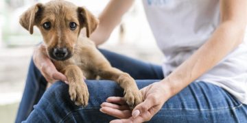 Governador Celso Ramos terá feira de adoção de cães neste sábado (16-09)