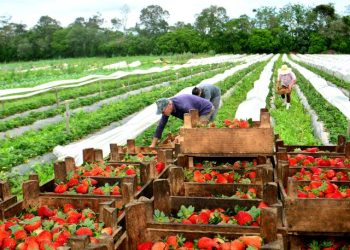 Agricultura que emociona - a produção de alimentação orgânica no Sul catarinense