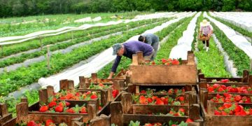 Agricultura que emociona - a produção de alimentação orgânica no Sul catarinense
