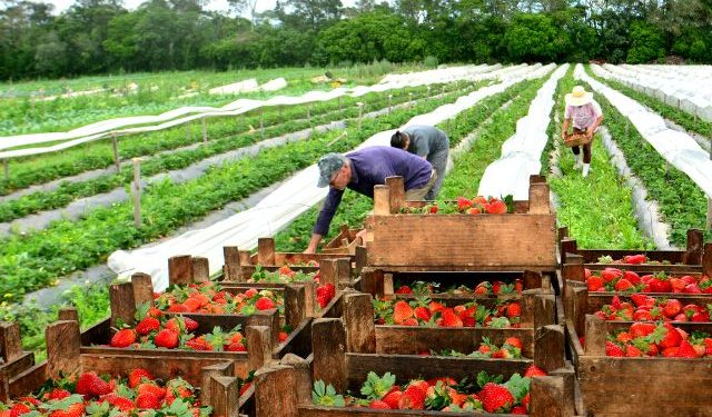 Agricultura que emociona - a produção de alimentação orgânica no Sul catarinense