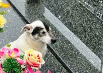 Conheça Branquinho, cão fiel que visita diariamente o túmulo do seu dono