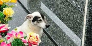 Conheça Branquinho, cão fiel que visita diariamente o túmulo do seu dono
