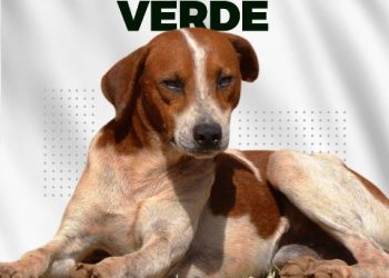 Mês de conscientização sobre o combate o abandono de animais