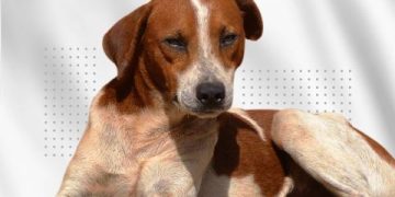 Mês de conscientização sobre o combate o abandono de animais