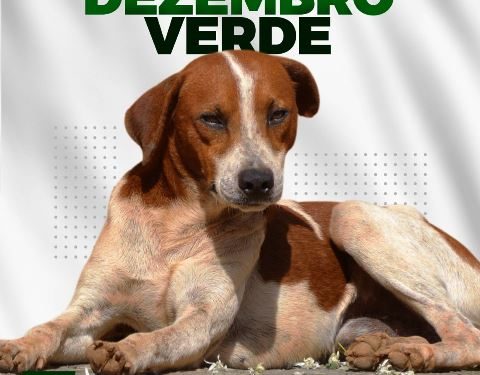 Mês de conscientização sobre o combate o abandono de animais