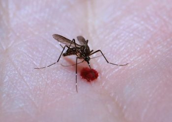 Dengue - Brasil tem 12 mortes e mais de 120 mil casos prováveis