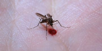 Dengue - Brasil tem 12 mortes e mais de 120 mil casos prováveis