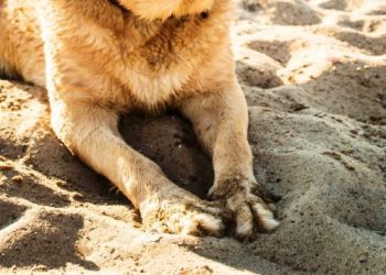 Prefeitura e FAMGOV alertam - é proibido levar animais à praia e usar de churrasqueira, e o descumprimento pode gerar multa