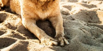 Prefeitura e FAMGOV alertam - é proibido levar animais à praia e usar de churrasqueira, e o descumprimento pode gerar multa