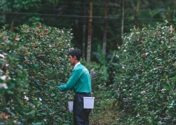 Campanha Municipal de Mudas Frutíferas fomenta produção rural em Biguaçu
