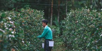 Campanha Municipal de Mudas Frutíferas fomenta produção rural em Biguaçu