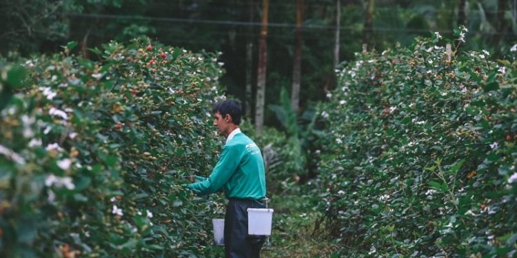 Campanha Municipal de Mudas Frutíferas fomenta produção rural em Biguaçu