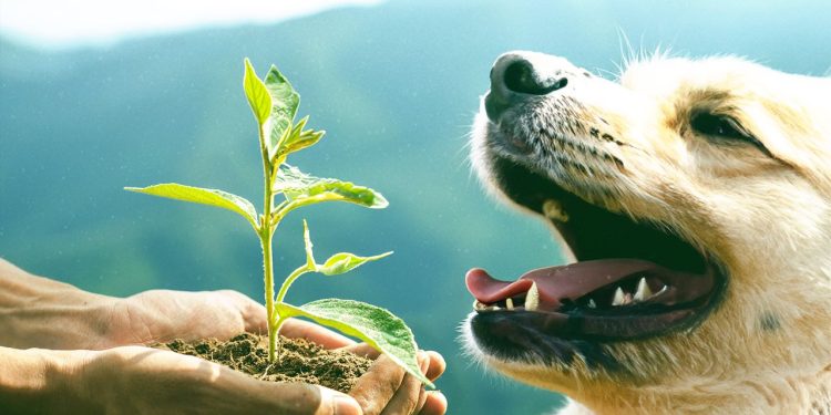 A Semana de Meio Ambiente de Biguaçu vem aí!