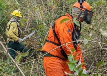 Brasil registra menor número de queimadas da série histórica em agosto inpe