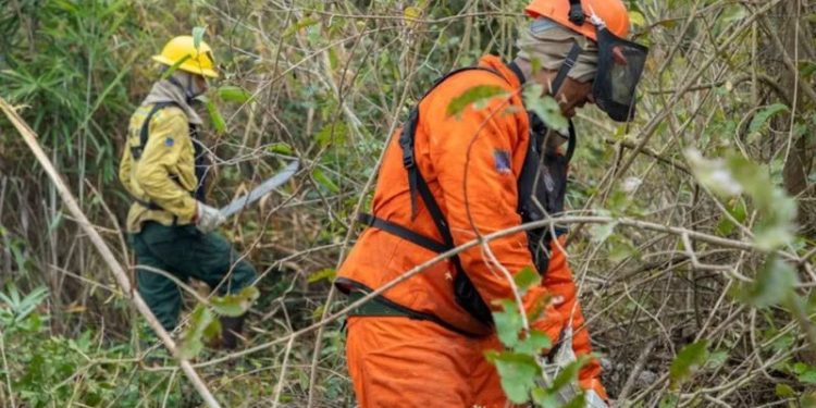 Brasil registra menor número de queimadas da série histórica em agosto inpe