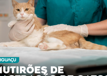 DIBEA de Biguaçu abre inscrições para mutirões gratuitos de castração de gatos