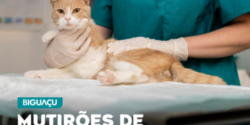 DIBEA de Biguaçu abre inscrições para mutirões gratuitos de castração de gatos