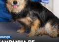 Dibea de Biguaçu promove campanha de vacinação gratuita de cães e gatos