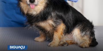 Dibea de Biguaçu promove campanha de vacinação gratuita de cães e gatos