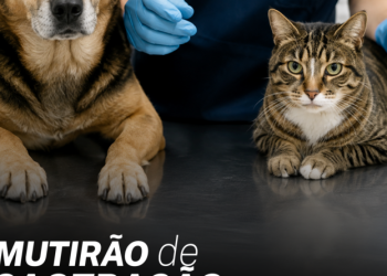 Castrabus leva 600 castrações gratuitas para bairros de Biguaçu em setembro