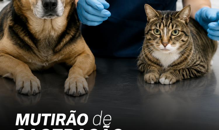 Castrabus leva 600 castrações gratuitas para bairros de Biguaçu em setembro